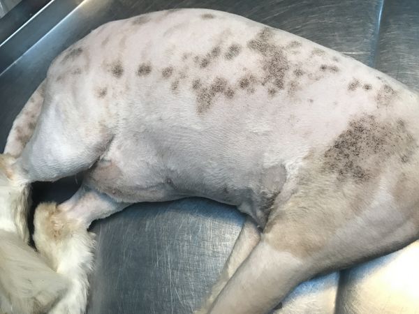 گربه با بیماری پوستی ناشی از قارچ گربه تراشیده شده و توسط دامپزشک در کلینیک دامپزشکی درمان می شود