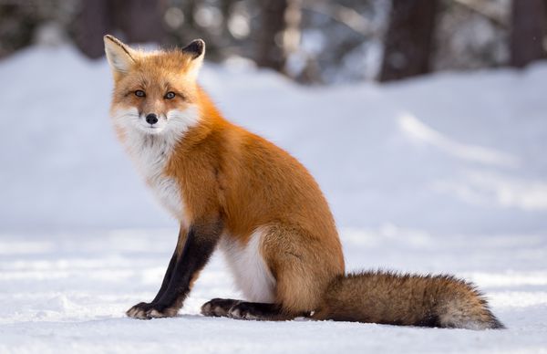 توقف روباه قرمز در پارک استانی آلگونکوین انتاریو کانادا ژانویه سال 2017