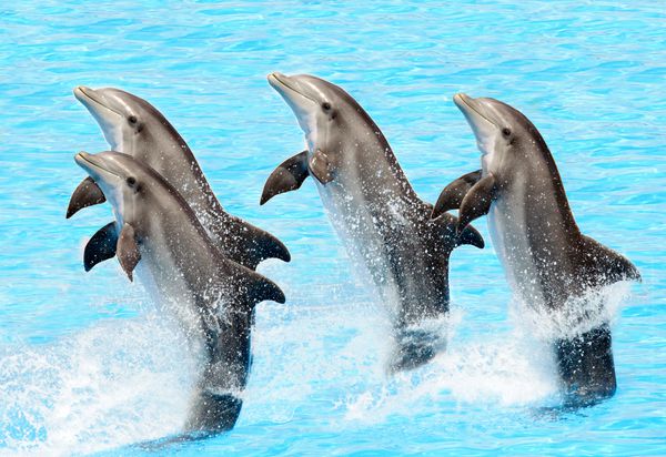 گروهی از دلفین های گلوگاه انجام یک تخته دم