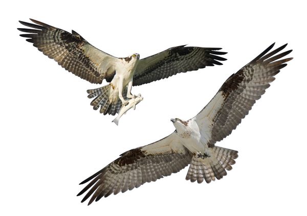 دو Ospreys در پرواز جدا شده بر روی سفید نام لاتین Pandion haliaetus