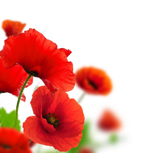 خشخاشهای قرمز بیش از یک پس زمینه سفید طراحی گل های مرزی برای زاویه ای از صفحه گل نزدیک گل با اثر تمرکز و تاری