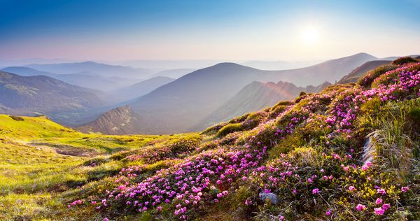 گلهای جادویی صورتی روداندرون در کوه تابستانی