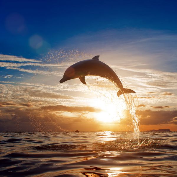 جهش دلفین های زیبا از سطح درخشان غروب خورشید در حال پرش است