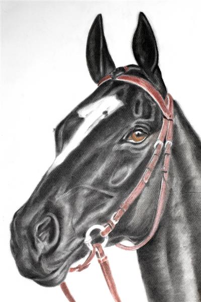 نقاشی سیاه و سفید اسب از نیمرخ