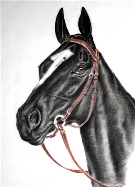 اسب نقاشی اسب زیبا از نیمرخ