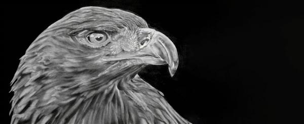 بلند پرواز نقاشی سیاه و سفید عقاب از نیمرخ