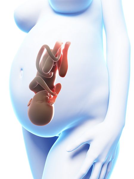 تصویر 3D ارائه شده از یک زن باردار