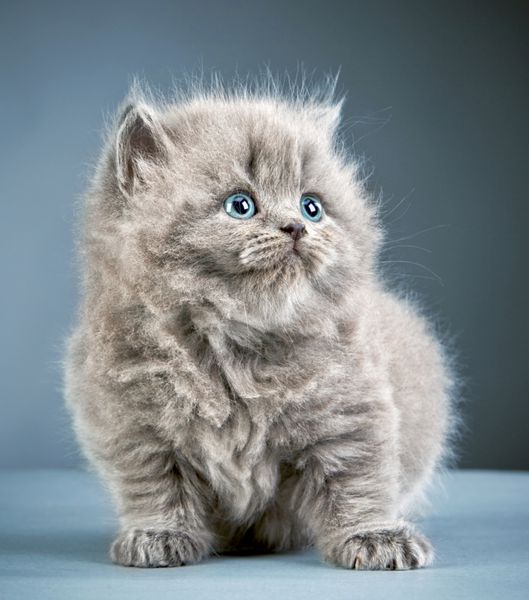 بچه گربه موی بلند بریتانیایی