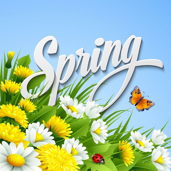 زمینه بهار تازه با گلهای قاصدک و گل مروارید