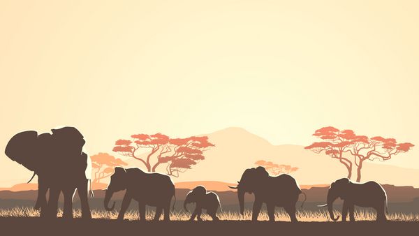 تصویر افقی حیوانات وحشی در ساوان غروب آفتاب آفریقا