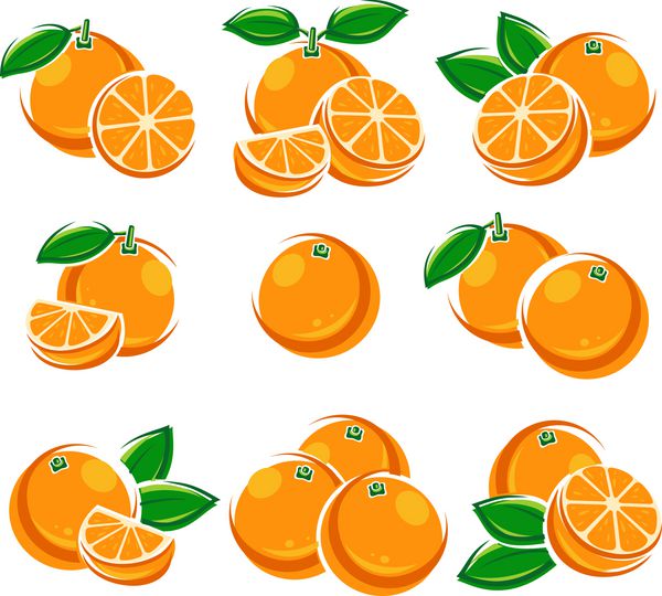 پرتقال ها وکتور