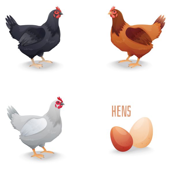 مجموعه مرغ های مختلف با تخم مرغ جدا شده