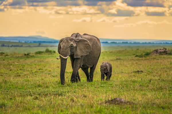 فیل مادر با یک کودک