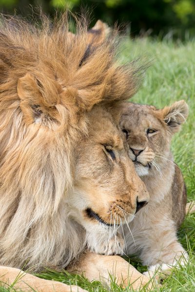 پدر و دختر شیر و توله شیر در کنار هم نشانگر محبت هستند