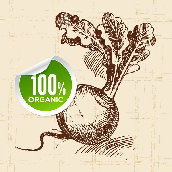 رسم شلغم سبزیجات طرح دار زمینه غذایی Eco
