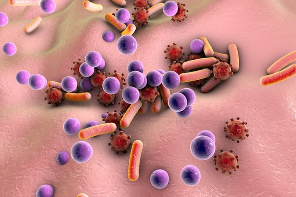 باکتریها و ویروسهای موجود در سطح پوست یا غشای مخاطی مدل MERS HIV ویروس آنفلوانزا استافیلوکوکوس اورئوس مدل میکروبها میکروبهایی با اشکال مختلف