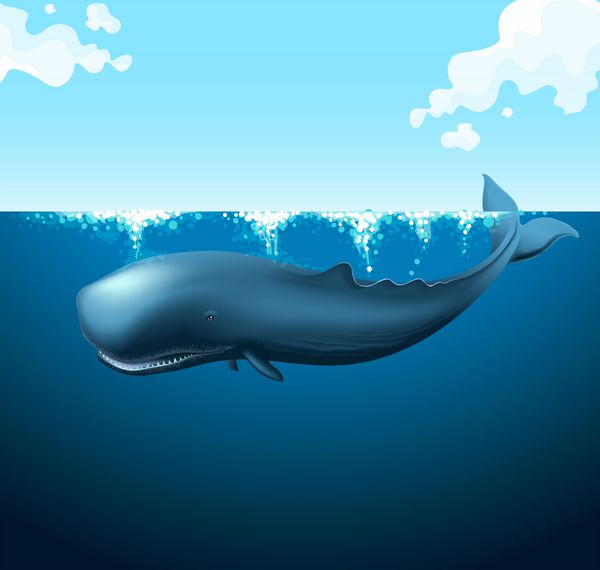نهنگ آبی شنا در اقیانوس