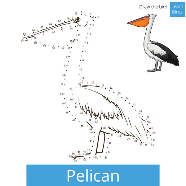 پرنده Pelican یادگیری پرندگان کتاب وکتور رنگ آمیزی