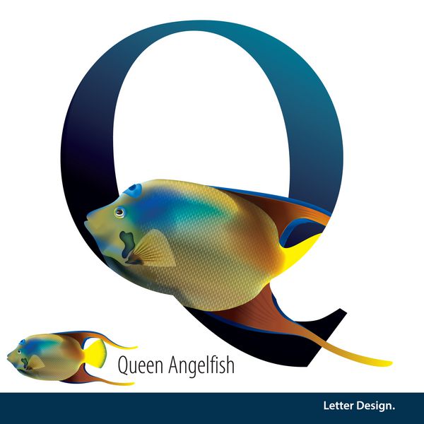 تصویر برداری LetterQ الفبای ملکه Angelfish است