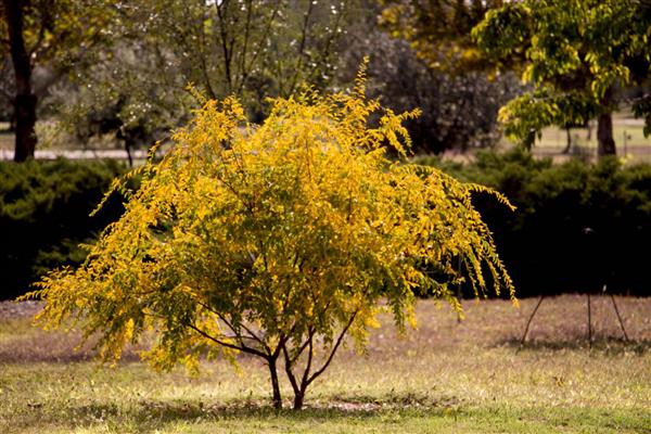 رد پای پاییز منظره درخت با برگ های زرد در ایران