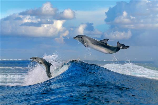 دلفین های بازیگوش در دریا