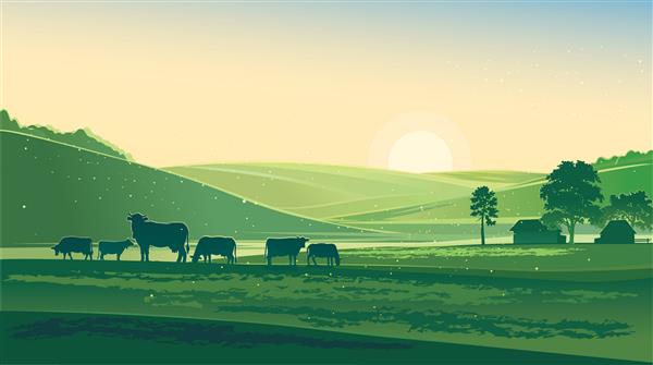 صبح تابستان چشم انداز روستایی و گاوها