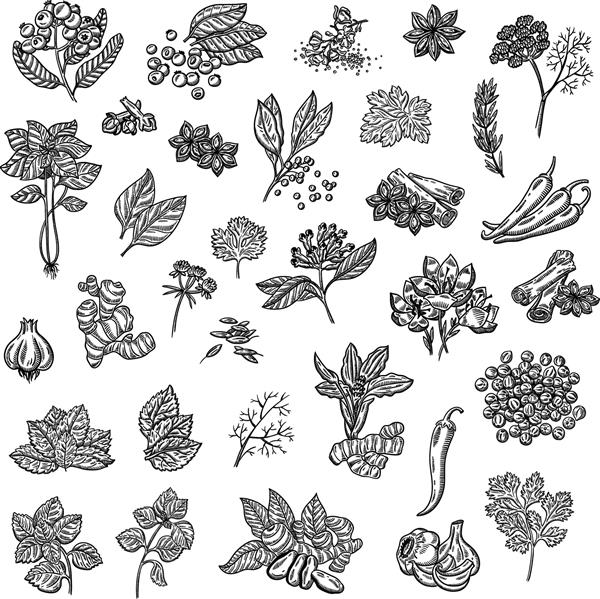 مجموعه بزرگی از ادویه جات و گیاهان مختلف ادویه جات طبیعی تدوین طرح های برداری گیاهان و ادویه های آشپزخانه سبک جذاب دست کشیده