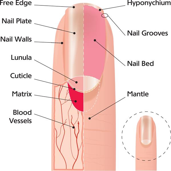 تصویر طرح پزشکی از ساختار ناخن انگشت انسان