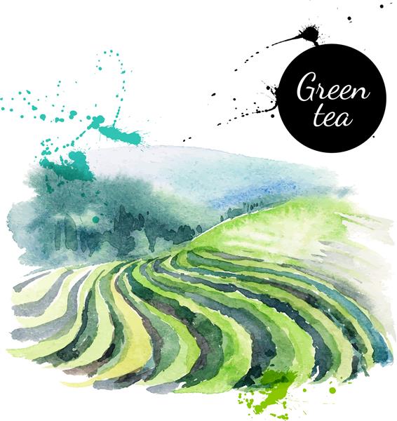 تصویر وکتور چای نقاشی شده با رنگ آبرنگ طراحی منو