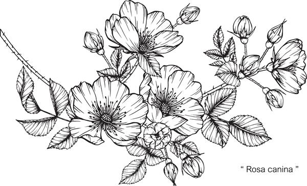 طراحی دست و طرح گل رز چینی سیاه و سفید با تصویر هنری خط
