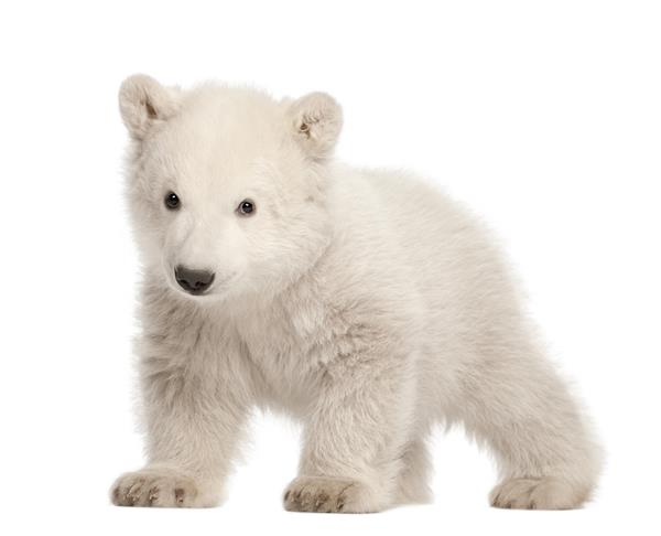 توله خرس قطبی در برابر زمینه سفید ایستاده است