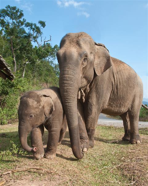 مادر و کودک فیل آسیایی تایلند