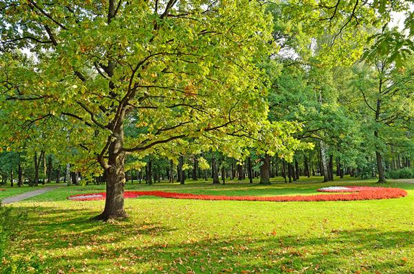 درخت بلوط با شاخ و برگ های رنگارنگ در پارک