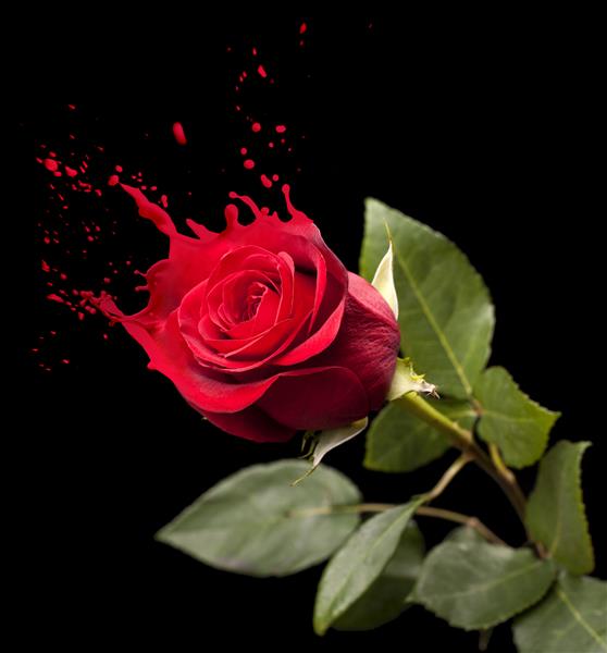 گل رز قرمز با چلپ چلوپ قرمز بر روی زمینه سیاه
