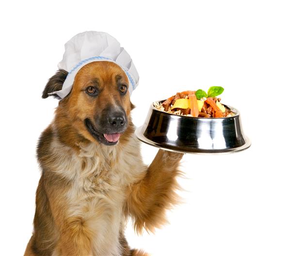 سگ بزرگ طلای زیبا در کلاه که یک وعده غذایی لذیذ دارد و ظرف سگ ضد زنگ متعادل را روی پنجه خود قرار می دهد که با بیسکویت و عناوین خوشمزه ای که روی سفید قرار دارد متعادل است