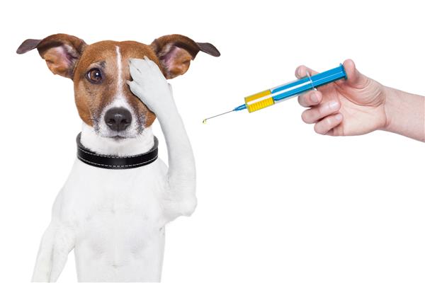 واکسیناسیون سگ با یک سرنگ بزرگ آبی