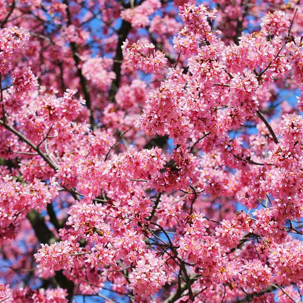 ساکورا شکوفه های گیلاس در بهار گل های صورتی زیبا
