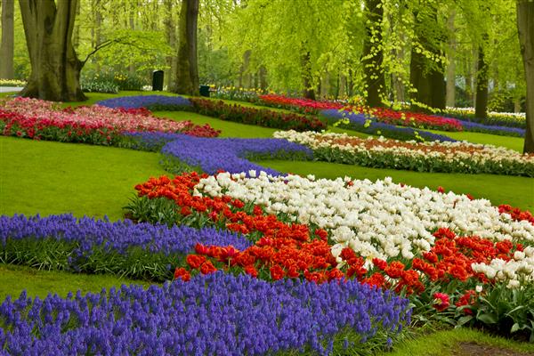 گل های رنگارنگ بهاری در باغ هلند
