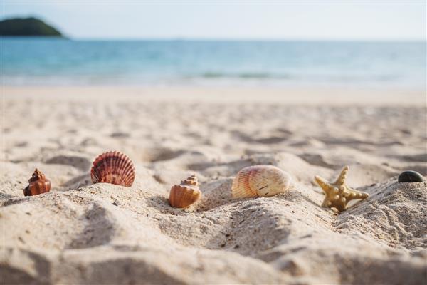 منظره ای با پوسته در ساحل گرمسیری