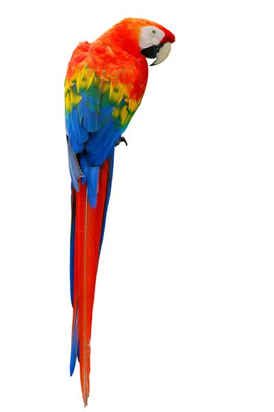 یک پرنده زیبا اسکارلت ماکائو