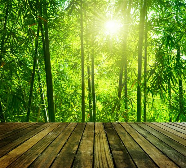 سکوی چوبی و جنگل بامبوی آسیایی با نور خورشید صبح