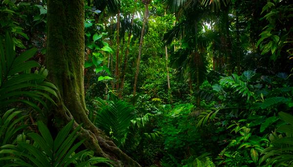 جنگل های گرمسیری جنوب شرقی آسیا در ماه اوت