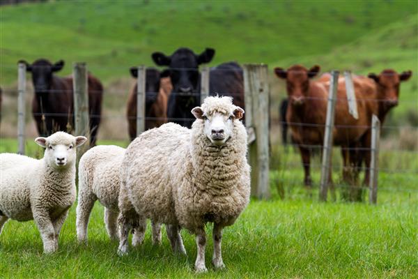 نیوزیلند گوسفند و گاو در یک مزرعه زندگی می کند