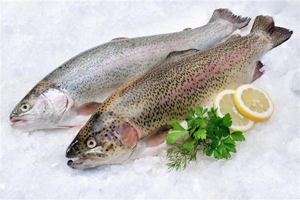 ماهی قزل آلای رنگین کمان با گیاهان تازه روی یخ در بازار ماهی