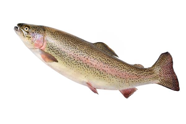 ماهی قزل آلای رنگین کمان که روی زمینه سفید جدا شده است