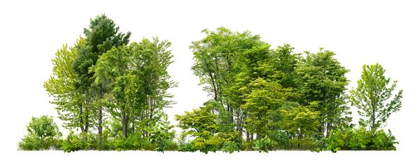 درختان سبز جدا شده در پس زمینه سفید جنگل و شاخ و برگ در تابستان ردیف درختان و بوته ها