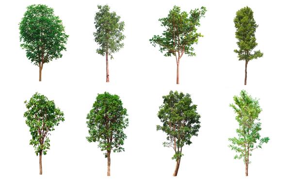 مجموعه درختان مجموعه زیبا و بزرگ درختان گرمسیری مناسب برای استفاده در طراحی جدا شده روی زمینه سفید