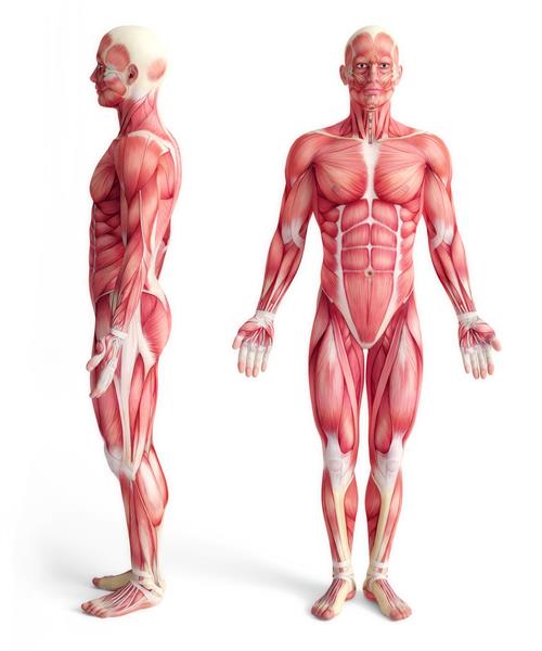 آناتومی مرد سیستم عضلانی - نمای جلو و پهلو