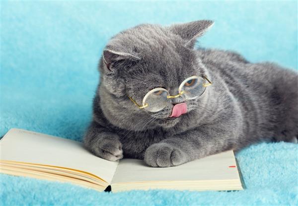 یک گربه تجاری انگلیسی برنز عینکی را که روی دفتر قرار دارد در دست دارد