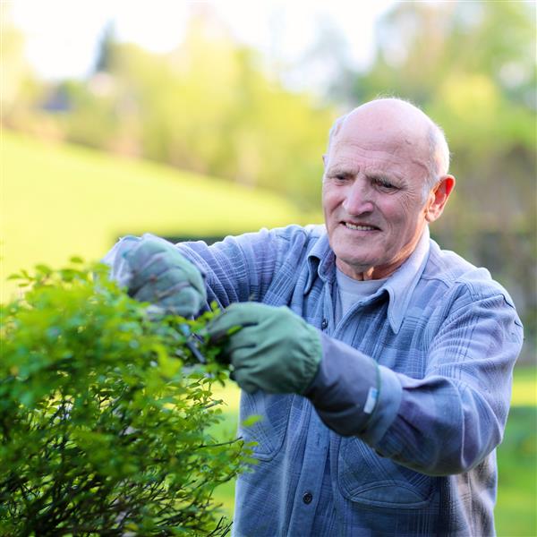 یک مرد مسن و فعال خوشحال که در یک روز آفتابی بهاری یا تابستانی در باغ مشغول برش بوته های گل رز است